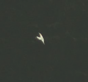 An image of a white bird flying with only 1 bent wing visible 