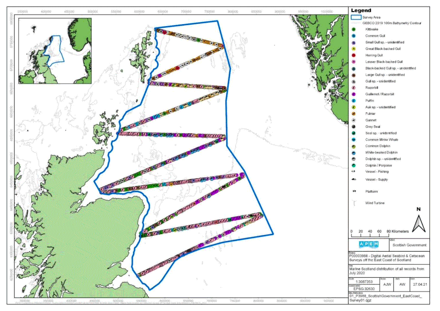 A map showing the East Coast of Scotland survey area and the distribution of avian fauna, marine megafauna and human artefacts recorded in Survey 1, represented by different symbols across the survey area. There are many symbols, with some overlapping, however the main points are the abundance of guillemots / razorbills towards the southern part of the area, with great black-backed gull distribution increasing northwards. 