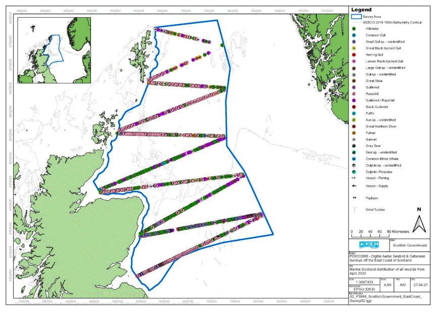 A map showing the East Coast of Scotland survey area and the distribution of avian fauna, marine megafauna and human artefacts recorded in Survey 2, represented by different symbols across the survey area. There are many symbols, with some overlapping, however the main points are an abundance of kittiwakes mainly in the southern parts of the area, and many razorbills northwards. 