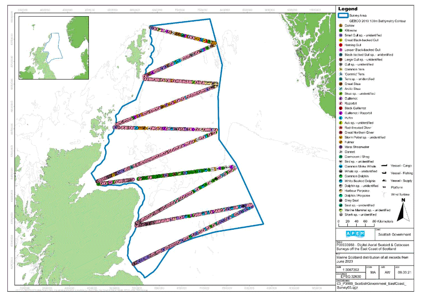 A map showing the East Coast of Scotland survey area and the distribution of avian fauna, marine megafauna and human artefacts recorded in Survey 3, represented by different symbols across the survey area. There are many symbols, with some overlapping, however the main points are an abundance of kittiwakes mainly in the southern parts of the area, and many razorbills northwards.