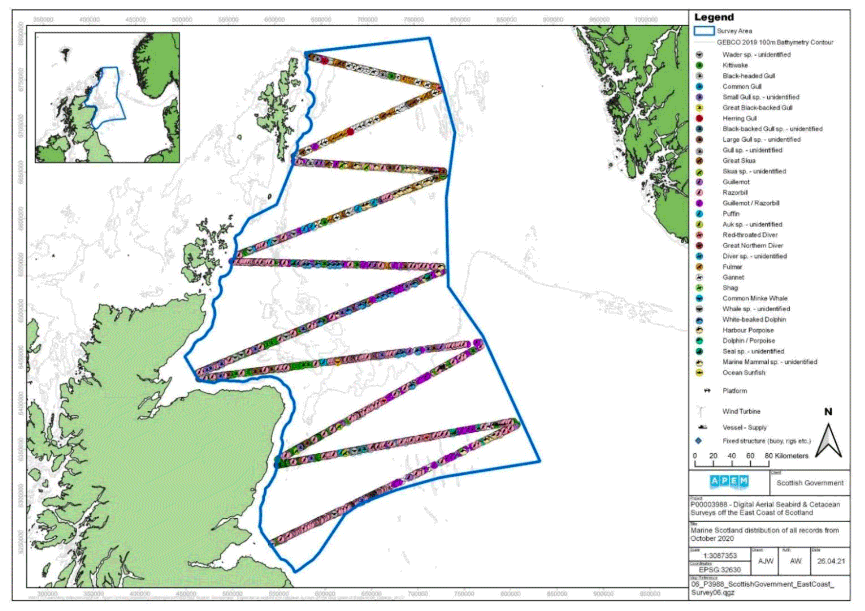 A map showing the East Coast of Scotland survey area and the distribution of avian fauna, marine megafauna and human artefacts recorded in Survey 6, represented by different symbols across the survey area. There are many symbols, with some overlapping, with gannets mainly observed northwards.