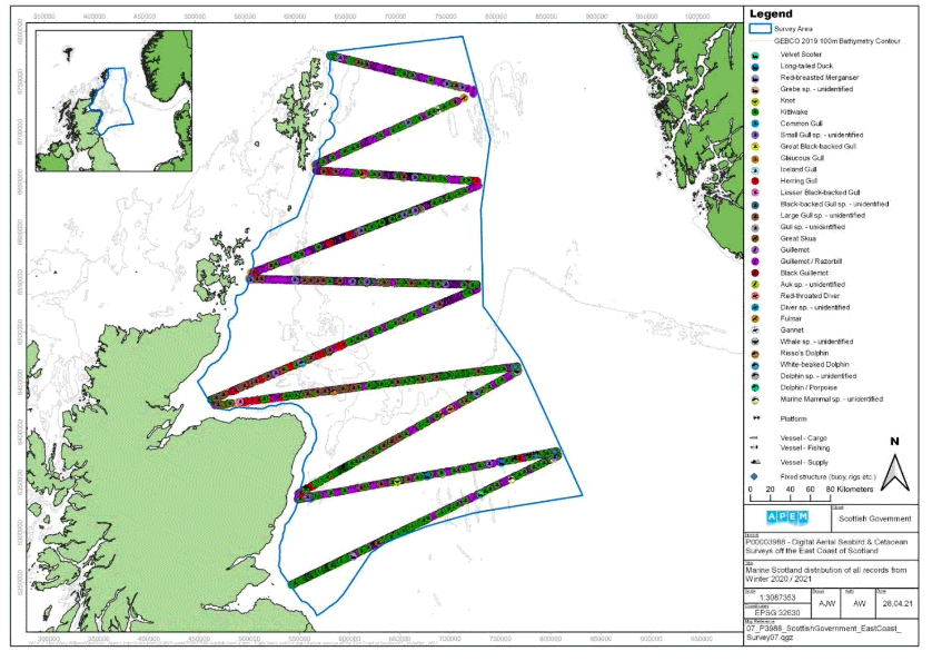 A map showing the East Coast of Scotland survey area and the distribution of avian fauna, marine megafauna and human artefacts recorded in Survey 7, represented by different symbols across the survey area. There are many symbols, with some overlapping, but the dominating ones are black/backed gull species across almost the full survey area. 