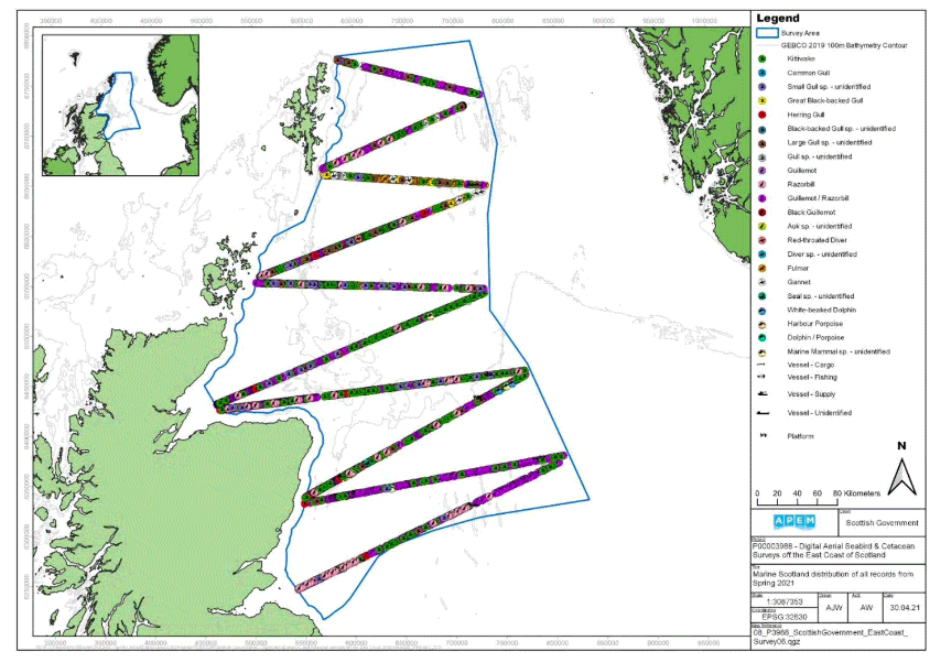 A map showing the East Coast of Scotland survey area and the distribution of avian fauna, marine megafauna and human artefacts recorded in Survey 8, represented by different symbols across the survey area. There are many symbols, with some overlapping, but the dominating ones are black/backed gull species across almost the full survey area.