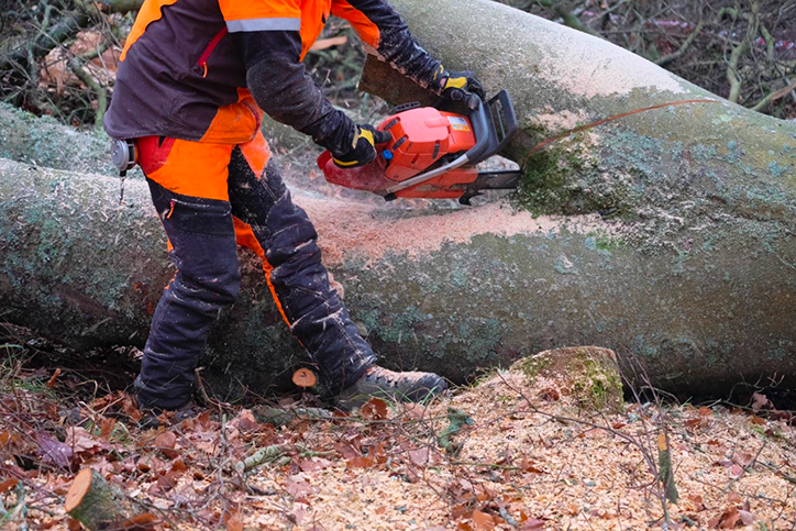 A tree being cleared by a tree surgeon.