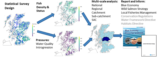 Graphical abstract showing that data collected under NEPS can be used to assess the status of fish populations and pressures at a range of spatial scales and that this can be used to inform fisheries management and policy or to provide legislative reporting. Image is broken into four panels. The first panel shows points on a map of Scotland that represent the statistical survey design. The second panel contains two maps, the top map shwoing spatial variability in fish density and the bottom map showing variability in water quality. The third panel contains a map split up with regional polygons and text that indicates the different potential spatial scales of analysis. The final panel highlights the end use for the NEPS data including the Blue Economy Vison for Scotland, Scotland's Wild Salmon Strategy and Local Fisheries Management.