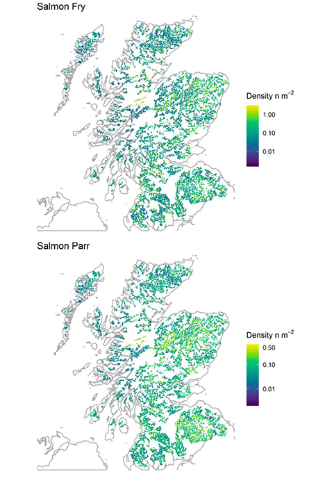 Map showing spatial variability in benchmark density predictions across Scotland for salmon fry and parr.