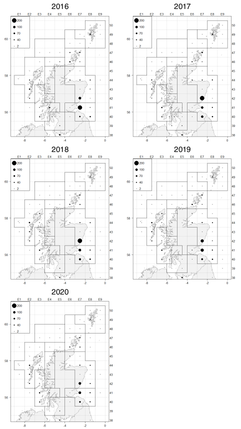 shows European lobster landings by statistical rectangle between 2016 and 2020 Landings are distributed around the inshore waters of Scotland mainland and Islands and a large proportion of landings has been fished in the East coast and South East areas.