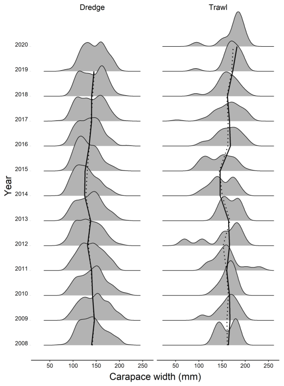 displays the length frequency distribution of east coast brown crabs captured in the dredge (left) and trawl surveys (right) between 2008 and 2020. Calculated medians and means of the length distributions in each year are also displayed in the figure showing a relatively correlation.