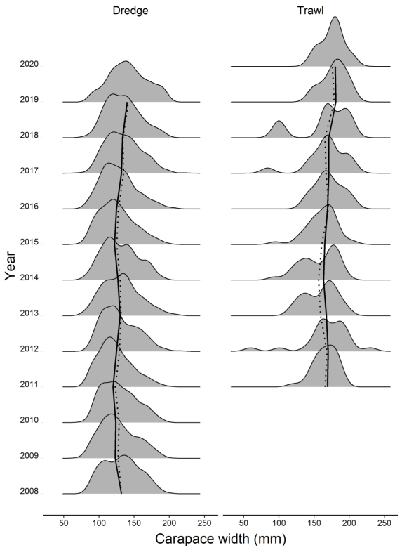 displays the length frequency distribution of west coast brown crabs captured in the dredge (left) and trawl surveys (right) between 2008 and 2020. Calculated medians and means of the length distributions in each year are also displayed in the figure showing a high correlation.
