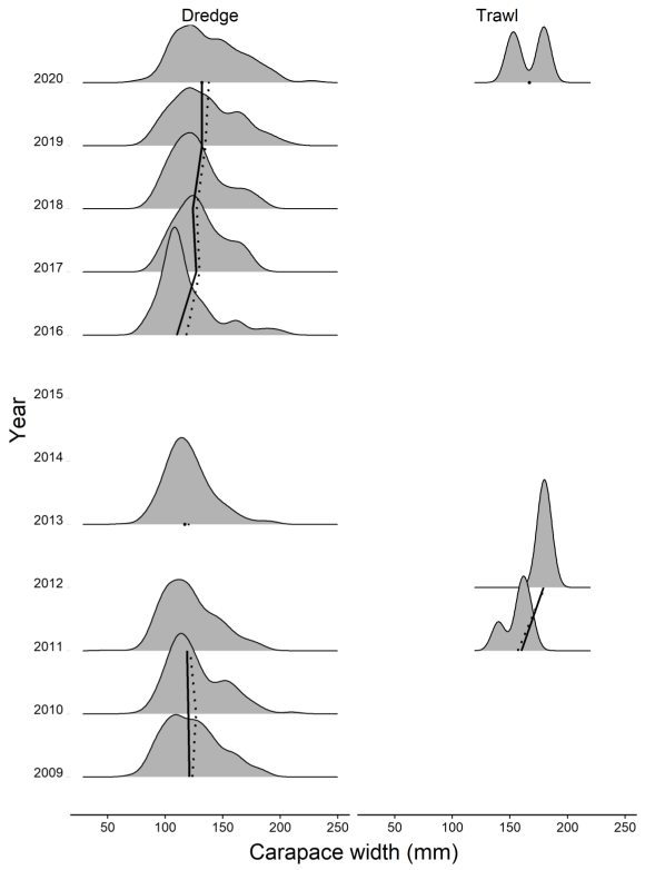 displays the length frequency distribution of Shetland brown crabs captured in the dredge (left) and trawl surveys (right) between 2008 and 2020. Calculated medians and means of the length distributions in each year are also displayed in the figure showing a high correlation.