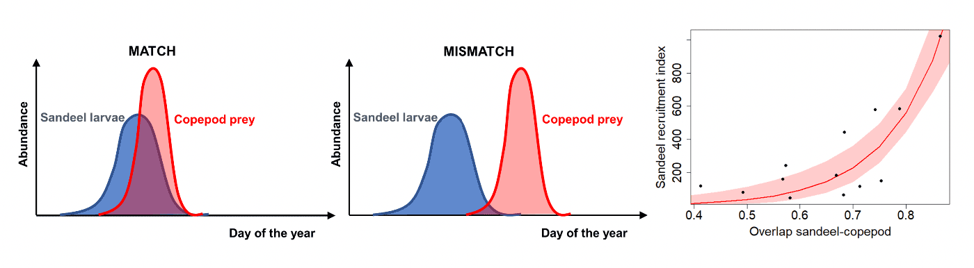 Three charts side by side. The left and middle charts are density plots of sandeel larvae (represented by a blue curve) and copepod (represented by a red curve) abundance over time in days of the year. In the left figure, the abundance curves overlap, indicating a match. In the middle chart, the curves are not overlapping, indicating a mismatch, as the copepod prey are only available after the peak in larvae abundance has ended.  The right chart is a scatterplot showing the modelled relationship between the degree of overlap in sandeel-copepod abundance (ranging from 0.4 to 0.9) and the sandeel recruitment index (ranging from 0 to 1000). 95% Confidence intervals are indicated by a red area around the mean prediction line. The relationship is a positive one.