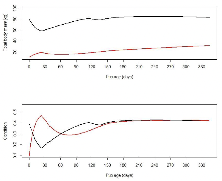 Two line graphs showing predicted variation in total body weight (top panel) and Condition (bottom panel) of a female (solid black line) and her pup (solid red line) over 1 year. As described above.