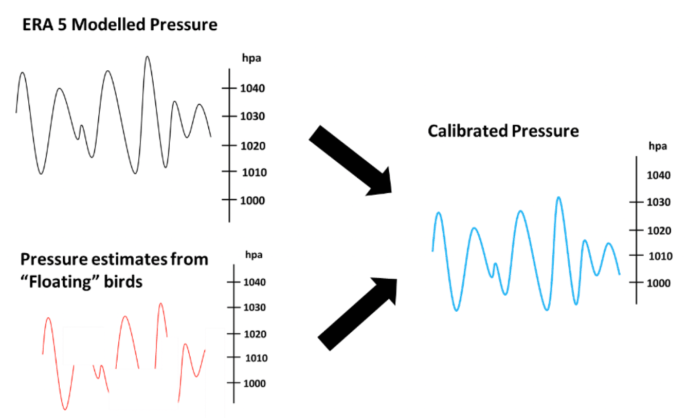 Illustration of how calibrated pressure measurements are derived by combining modelled pressure from global datasets with pressure estimates from floating birds.