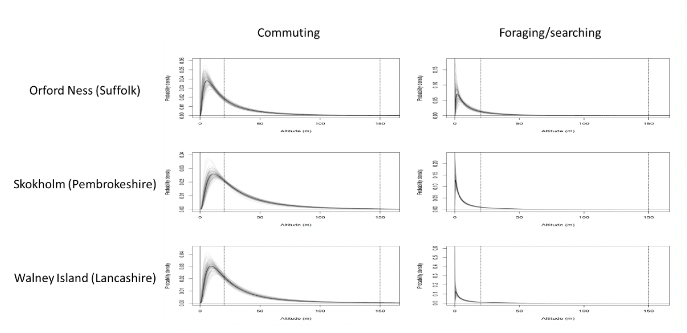 Comparison of flight height distributions for foraging and commuting lesser black-backed gulls showing that foraging flights are typically lower than commuting flights.