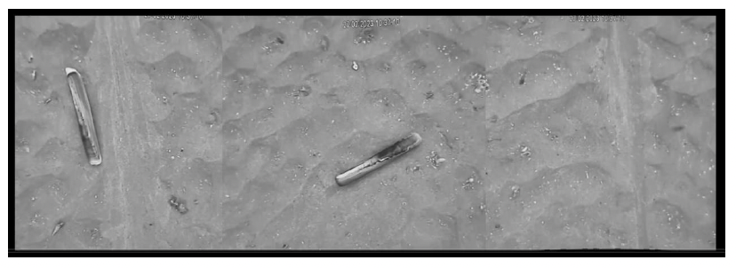 A frame from the reconstructed and merged video showing two fully emerged razor clams lying on slightly rippled sand. Two shallow tracks in the sand caused by the electrode rods are also visible.