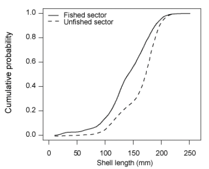 A graph showing the empirical cumulative density plots for E. siliqua shell lengths reconstructed from the video tows comparing the fished and unfished sectors. The graph shows that there are a greater proportion of small and medium sized Ensis in the fished area of the bank and the dominance of larger razor clams in the presently unfished part of Tarbet Bank.
