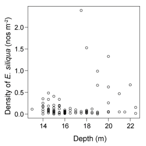 A scatterplot showing the relationships between the densities of small sized E. siliqua (less than 100 mm shell length) against depth at the time of sampling. There was some evidence that the highest densities of smaller razor clams tended to be associated with deeper tows.