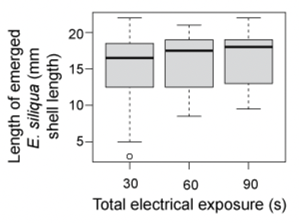 Three boxplots comparing the sizes of emerged razor clams in the depletion experiment with repeated 30 second electrical stimulations and showing a slight but non-statistically significant increase in median size comparing the first, second and third electrical exposure.