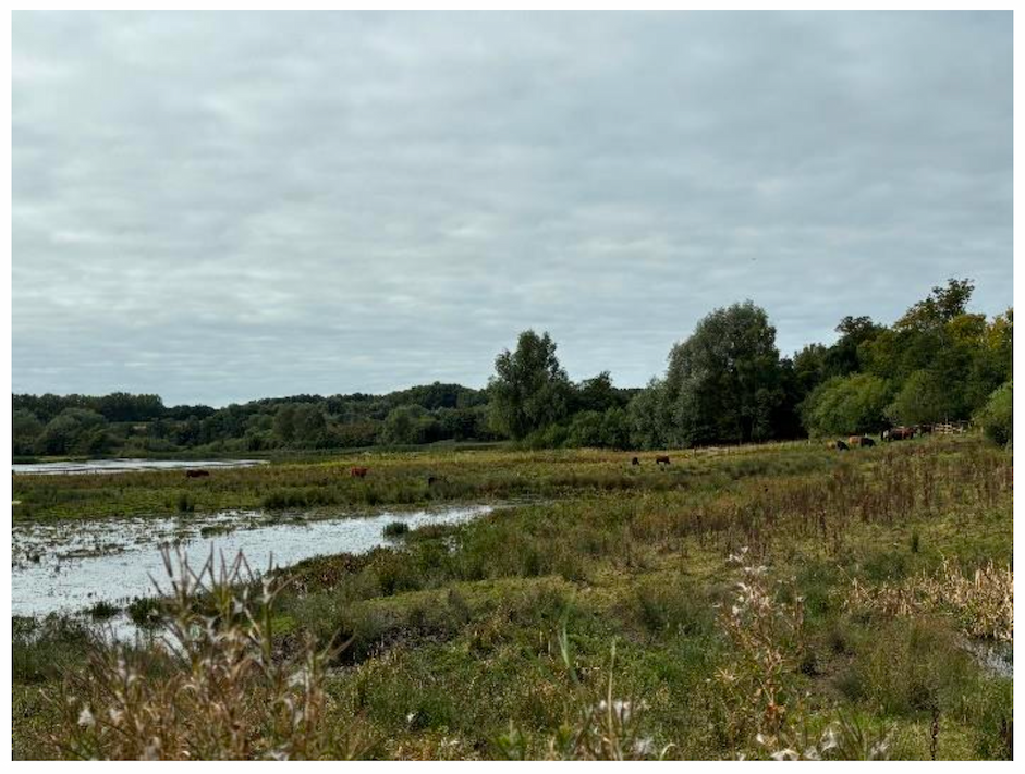 Photo of Baron's Haugh Wetland project, North Lanarkshire.