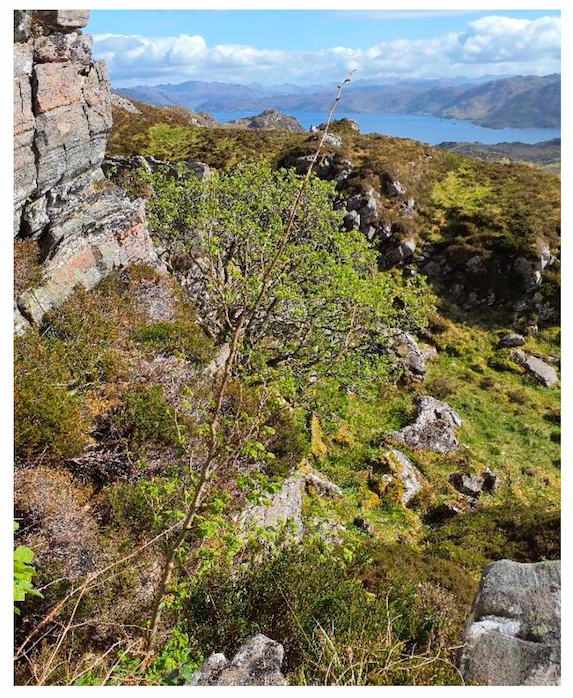 Photo of Black Hills Regeneration Project, Knoydart, Highland