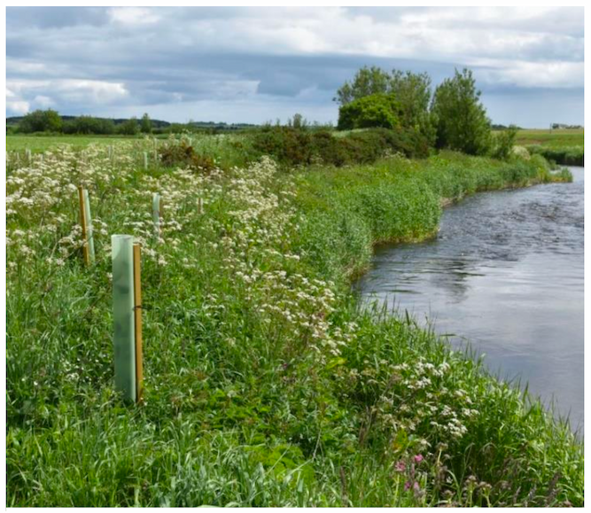 Photo of tree planting on the River Ugie in Aberdeenshire as part of the Ugie Catchment Small Scale Tree Planting Pilot