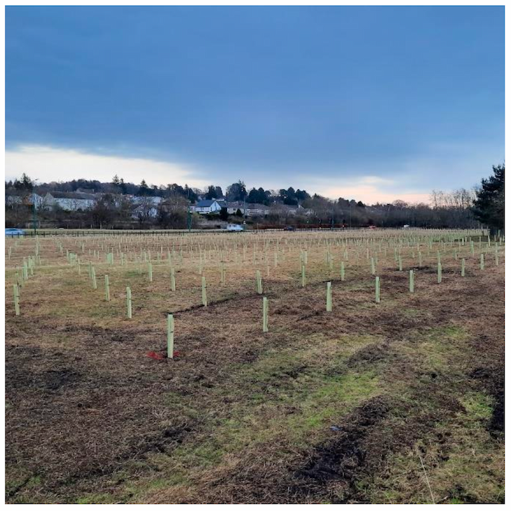 Photo of tree planting in Dundee as part of the Tr-Action project