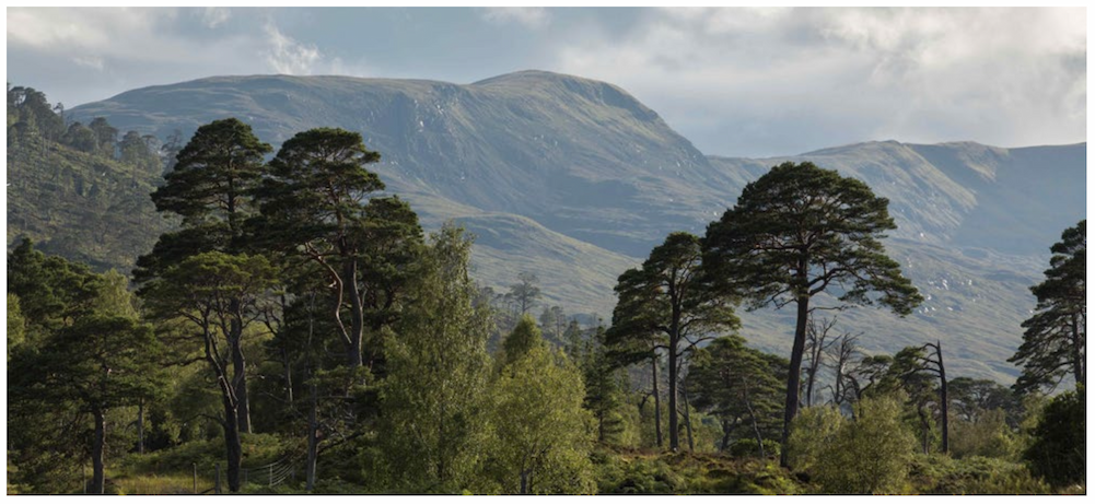 Image of the Arkaig Landscape Restoration Partnership.