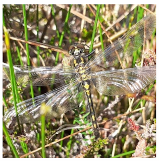 Image of a White Darter dragonfly.