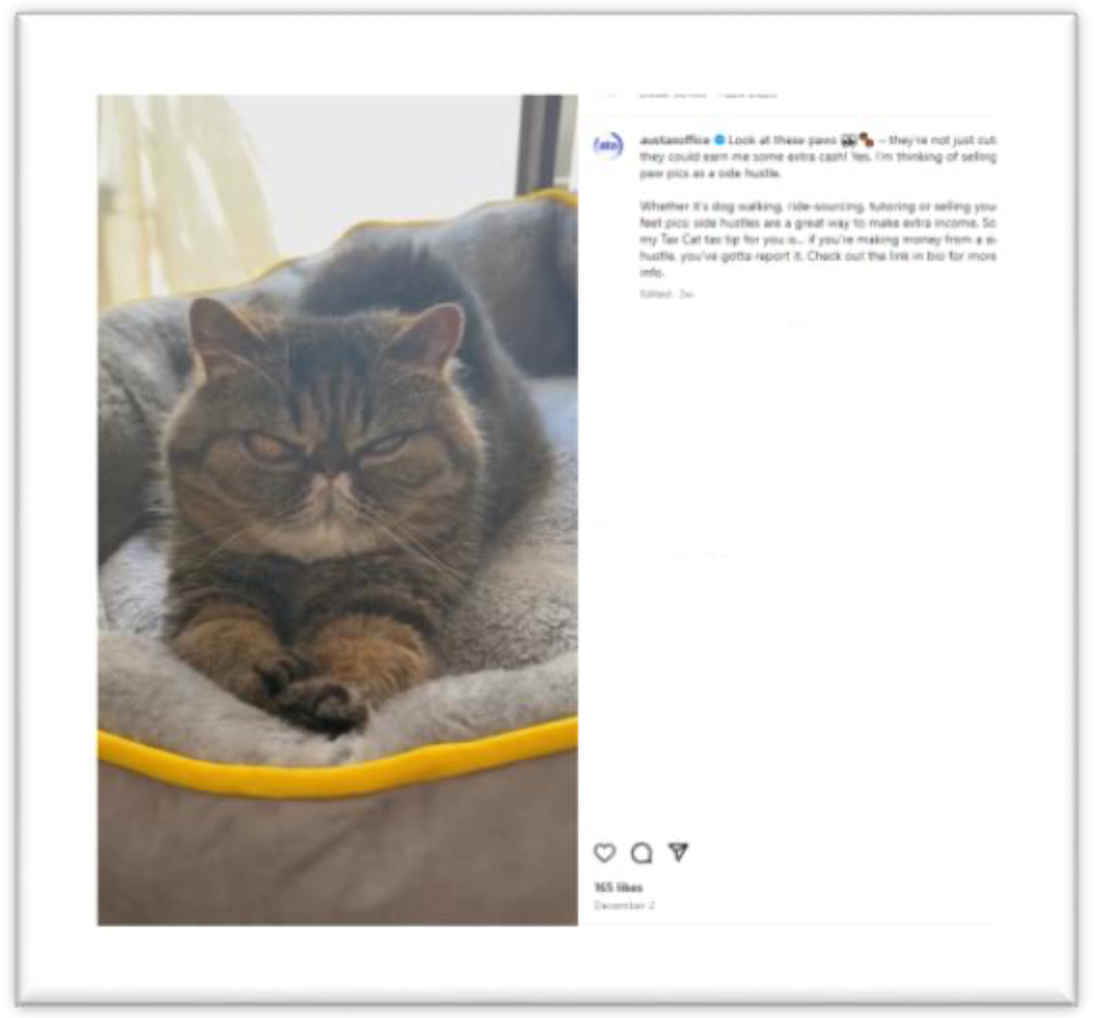 A screenshot of an 'Australian Tax Cat' Instagram post. It shows a grumpy looking cat sitting on a cushion, extending its paws.