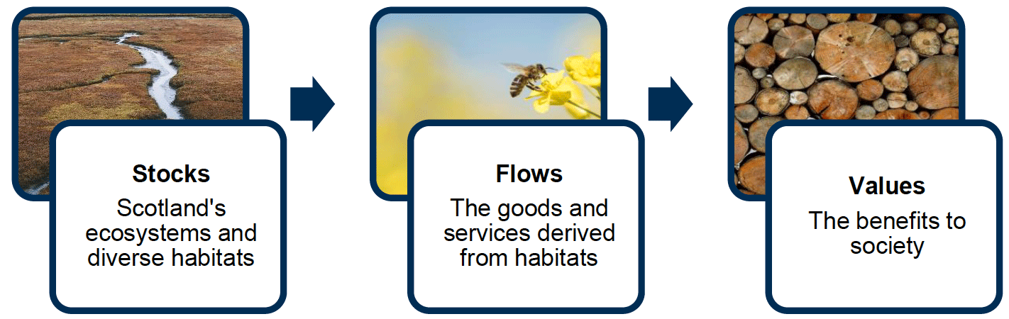 A flowchart with three boxes horizontally arranged titled stocks, flows and values with an arrow in between to show the pathway for Natural Capital.