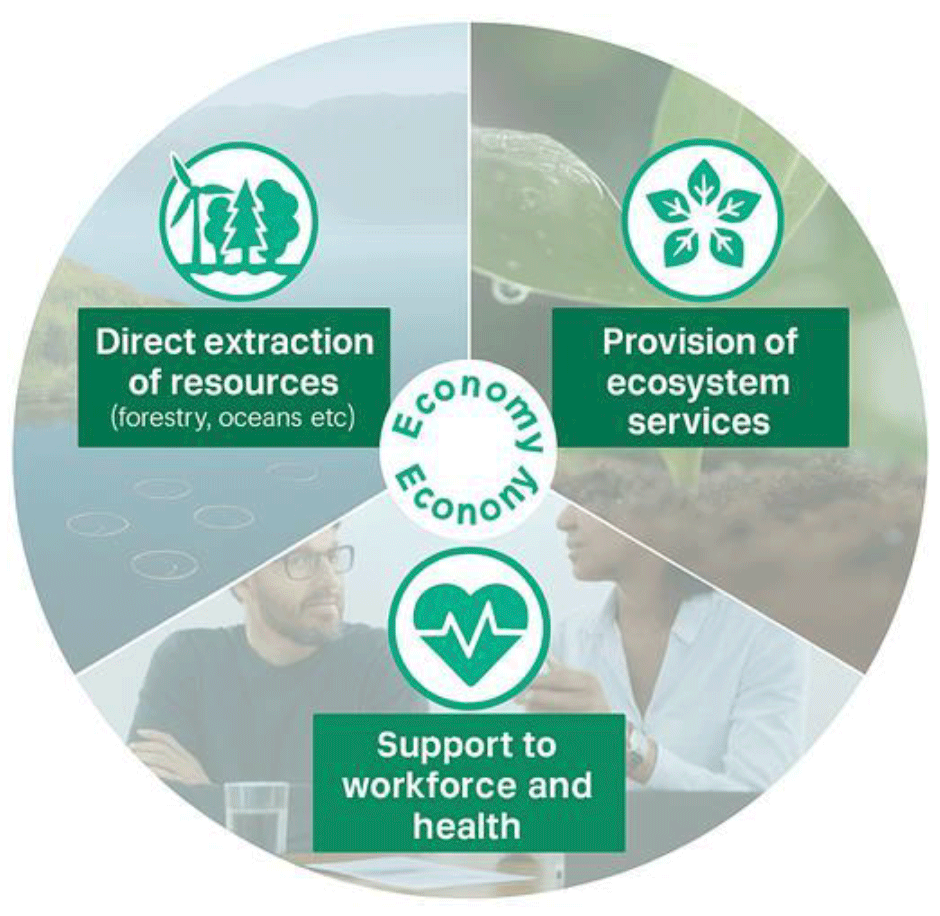 A circular diagram split into three sections showing that natural capital supports the economy through the provision of ecosystem services, direct extraction of resources and support to workforce and health.