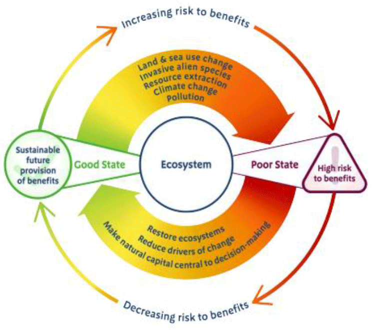 Circular diagram showing how ecosystem state (healthy or poor) can affect risk to benefits. A healthy ecosystem leads to sustainable benefits; a degraded one increases risk. Drivers of change include pollution, climate change, and resource extraction. Solutions include restoration and integrating natural capital into decisions.