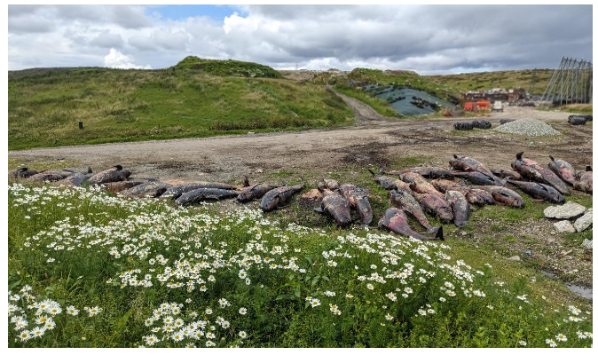 A picture of the pilot whale carcases at the landfill site awaiting necropsy.