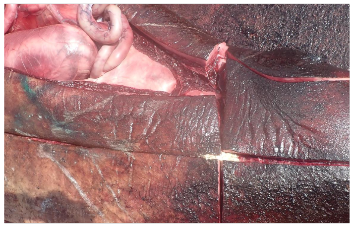 Photo of M371.43/23 showing position of subcuticular inspissated abscess from which Brucella ceti was cultured