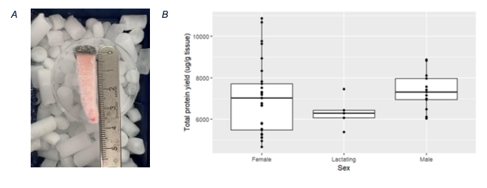 Frozen blubber tissue on dry ice to avoid defrosting. Total protein yield (µg/g tissue) for sex and energy-demanding groups. Each point represents an observation; boxplots with upper and lower quartiles and 1.5 × interquartile range.