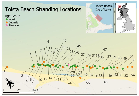 Map of stranding locations on Tolsta beach