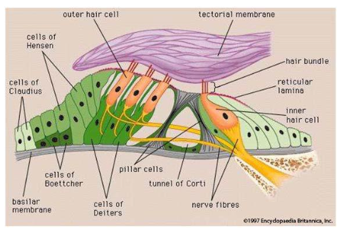 Schematic representation of the organ of Corti or hearing organ in mammals, formed by one row of inner hair cells (IHCs) and three rows of outer hair cells (OHCs)