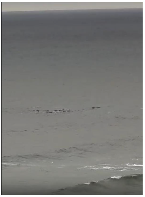 Screengrab from short video taken by local surfer the day before the strandings showing a group of long-finned pilot whales milling close to shore.