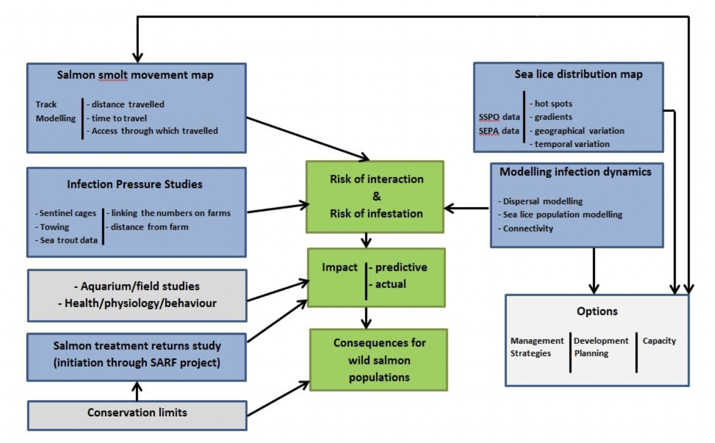 Diagram showing how the research aims combine to assess sea lice risks for wild salmon and management options.