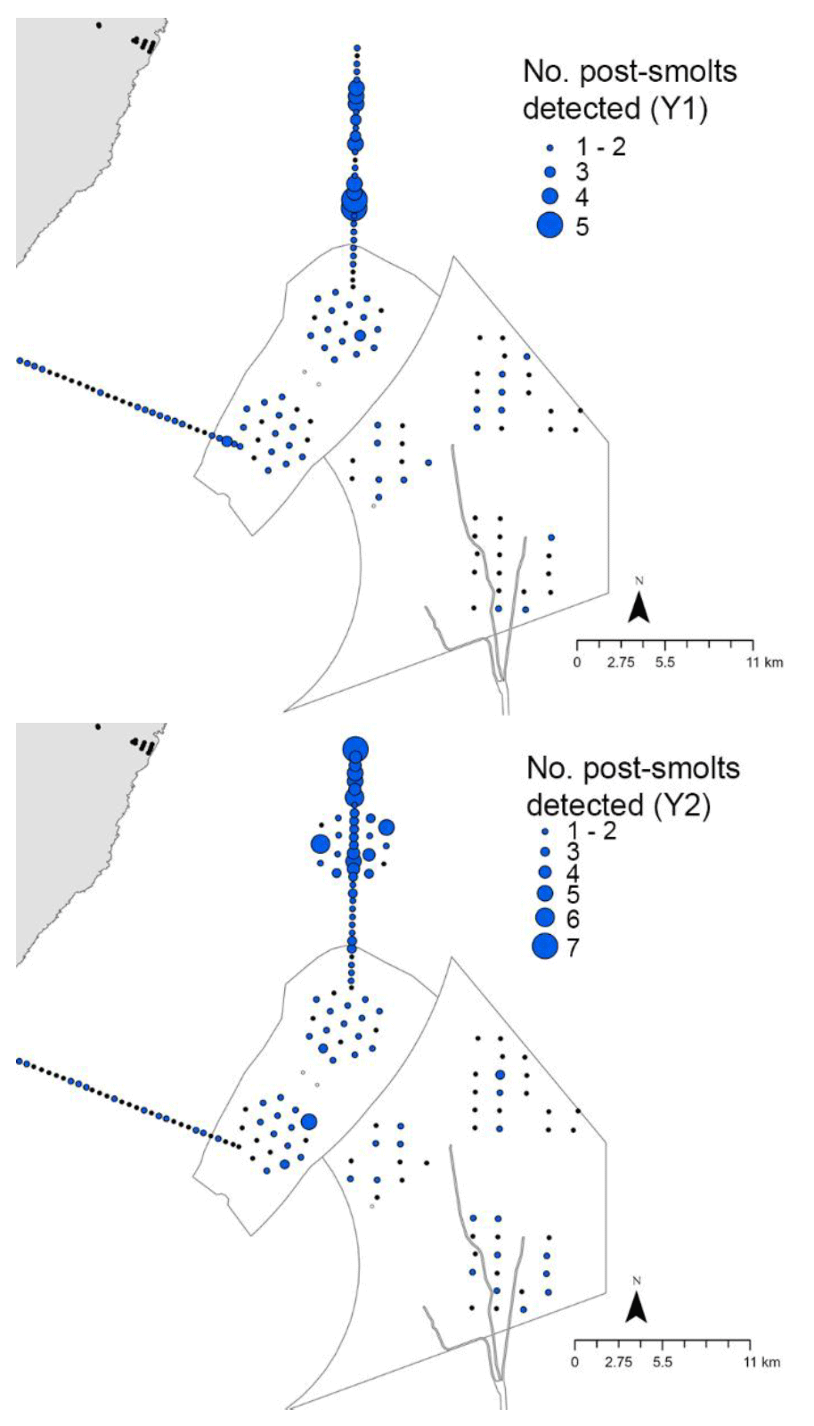 Two side-by-side maps display distribution of post-smolts detected in years one and two, using blue circles of varying sizes to represent quantities from one to seven. Both maps include a scale bar, north arrow, and labelled legend, highlighting increased detections in year two compared to year one. Two maps display spatial distribution of post-smolts detected in years one and two, using blue circles of varying sizes to represent numbers ranging from 1 to 5 in year one and 1 to 7 in year two. Both maps include a legend, north arrow, and scale bar.