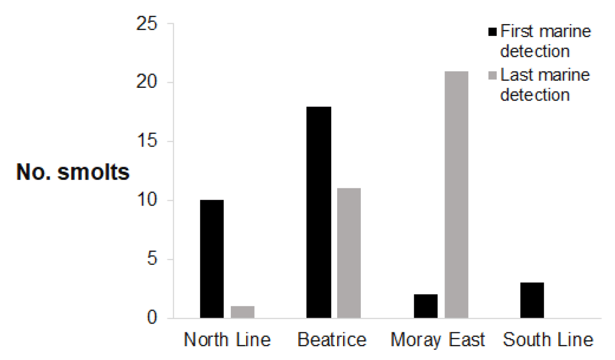 Bar chart comparing number of smolts detected at first and last marine detection across four locations: North Line, Beatrice, Moray East, and South Line. Black bars represent first detections, with Beatrice highest at 18 smolts, while grey bars represent last detections, with Moray East highest at 20 smolts.