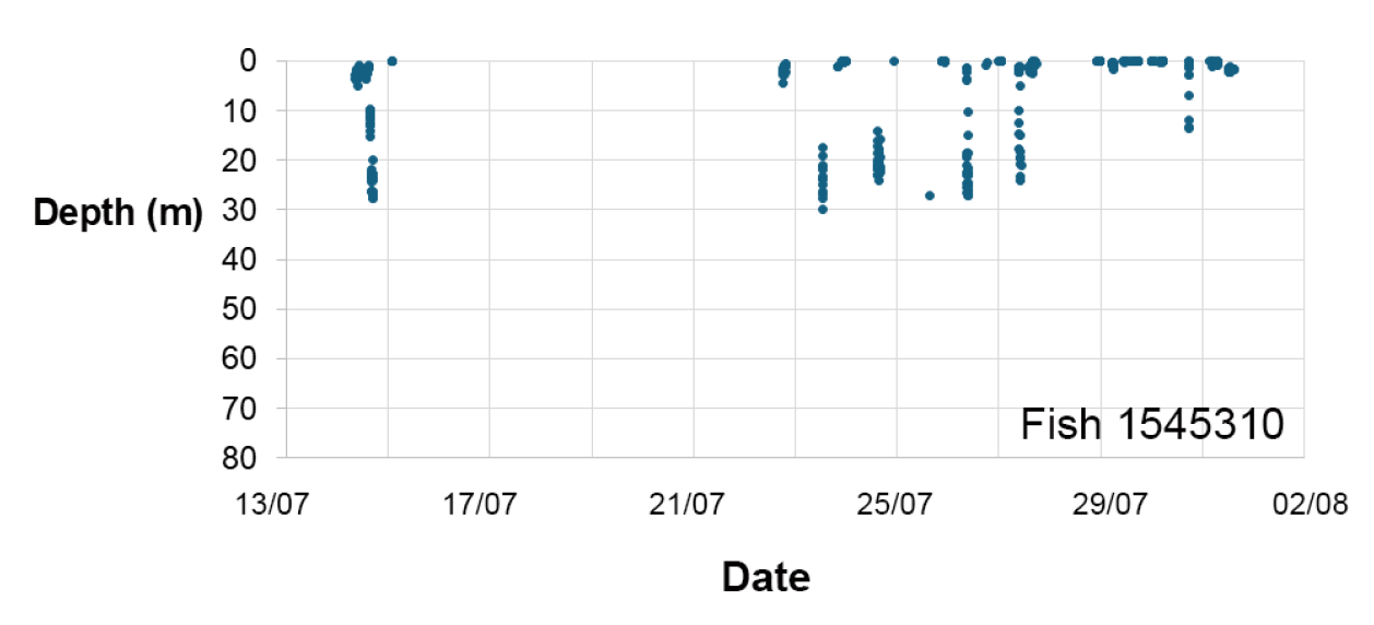 Scatter plot showing depth measurements of a fish tagged 1545310 over time from 13 July to 2 August. Data points cluster near surface depths between 0 and 20 metres, with intermittent deeper dives around 30 to 40 metres, indicating variable depth usage during this period.