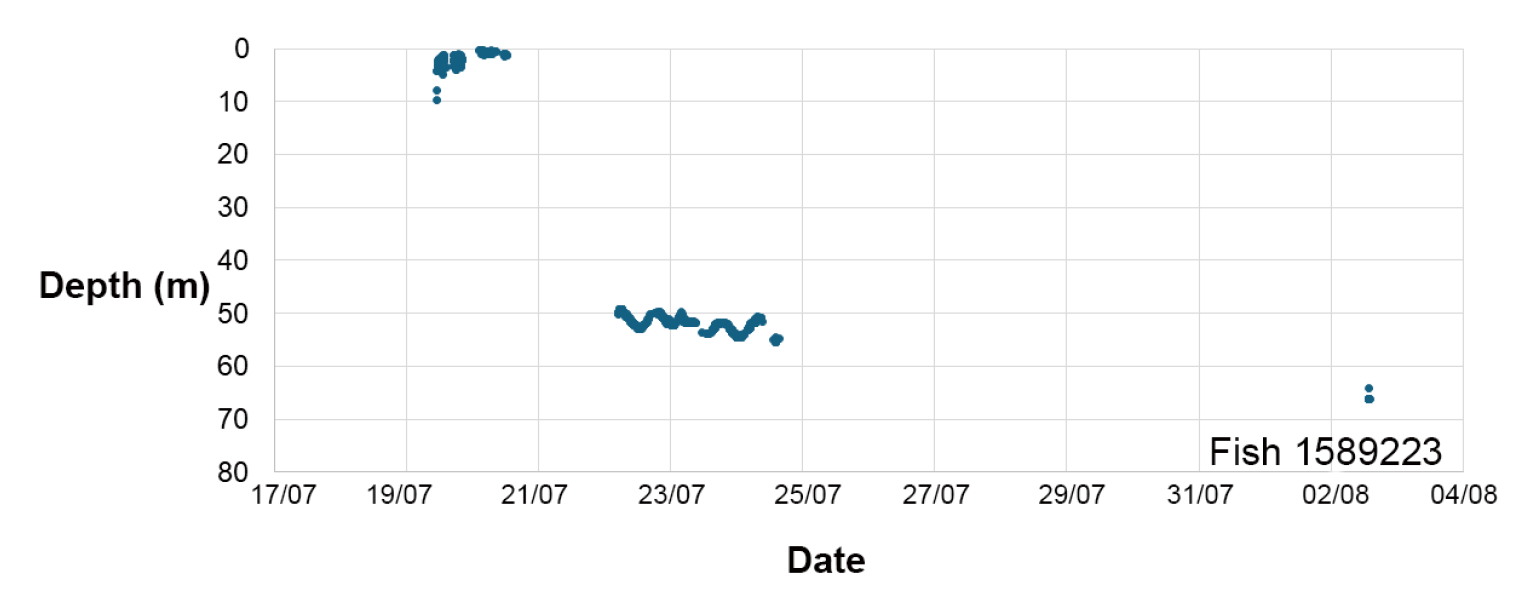 Scatter plot showing depth measurements of a fish tagged as 1589223 over time from 17 July to 4 August. Data points cluster near surface depths around 0-10 meters in mid-July, shift to depths of 50-60 meters between 22 and 25 July, with a single deeper reading near 70 meters on 2 August.
