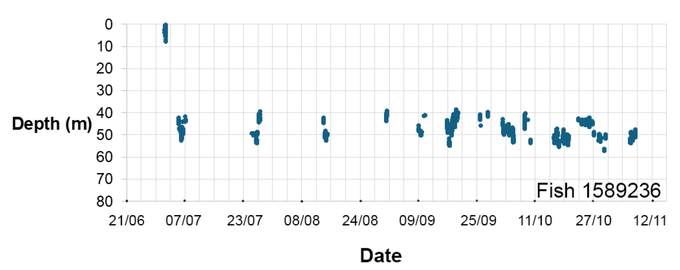 Scatter plot showing depth measurements of Fish 1589236 over time from late June to mid-November, with depth values mostly ranging between 40 and 60 metres. Data points are clustered with some gaps, indicating periods of more frequent depth recordings and occasional deeper measurements near surface level.