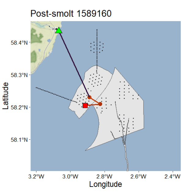 Map showing post-smolt tracking data with latitude and longitude coordinates, highlighting movement from a red square marker to a green triangle marker. Grey shaded area with dotted and solid black lines indicates specific zones or pathways relevant to tracking, with a dark purple line connecting key points.