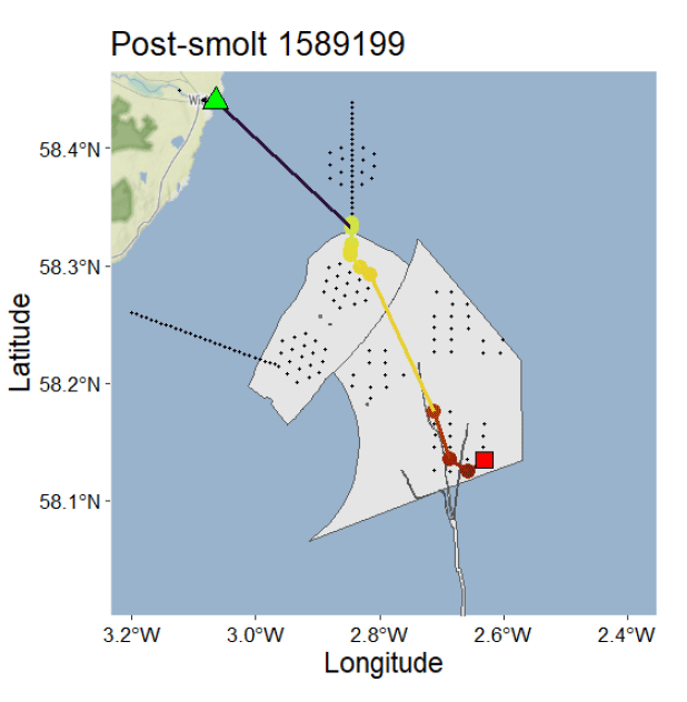 Map displaying post-smolt 1589199 movement with latitude and longitude coordinates, featuring a green triangle, yellow and purple lines, and a red square marking key locations. The map highlights tracked paths and specific zones within a coastal area, with dotted patterns indicating distinct regions.