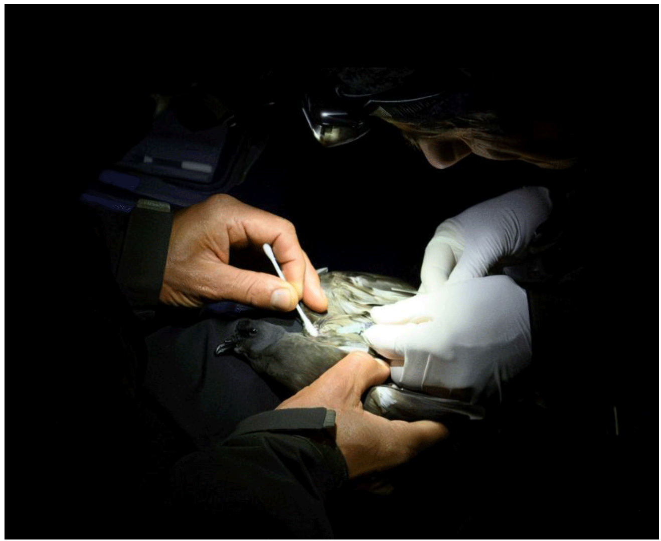 Photograph of scientists taking a blood sample from a Leach's Storm-petrel.