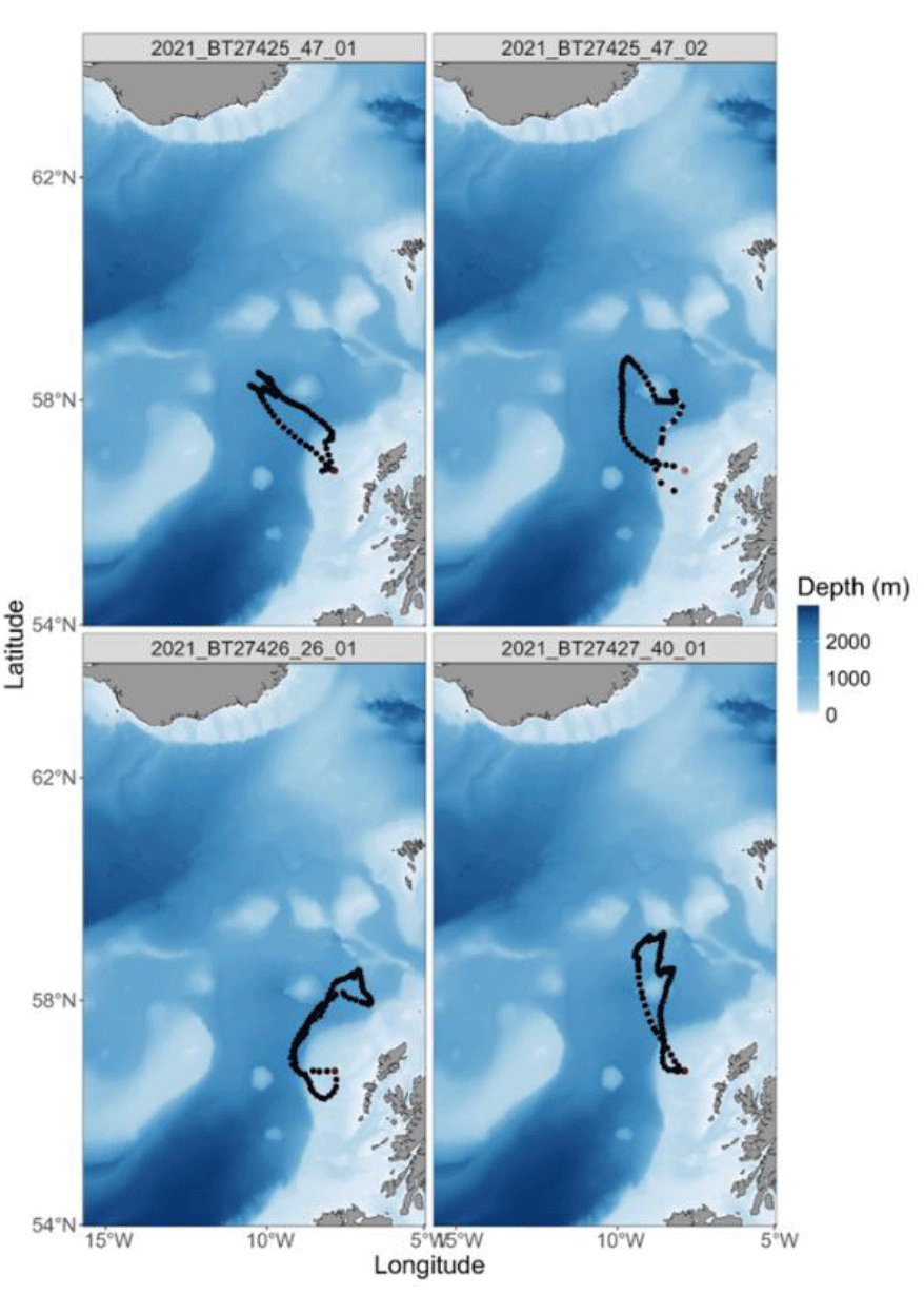 A series of GPS tracks from Leach's Storm-petrels during chick provisioning between June and July 2021 from St. Kilda.