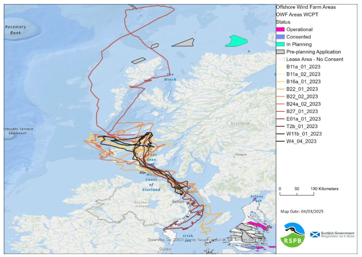 Tracks of European Storm-petrels which appear to have passed through or near to an OWF lease area in 2023.