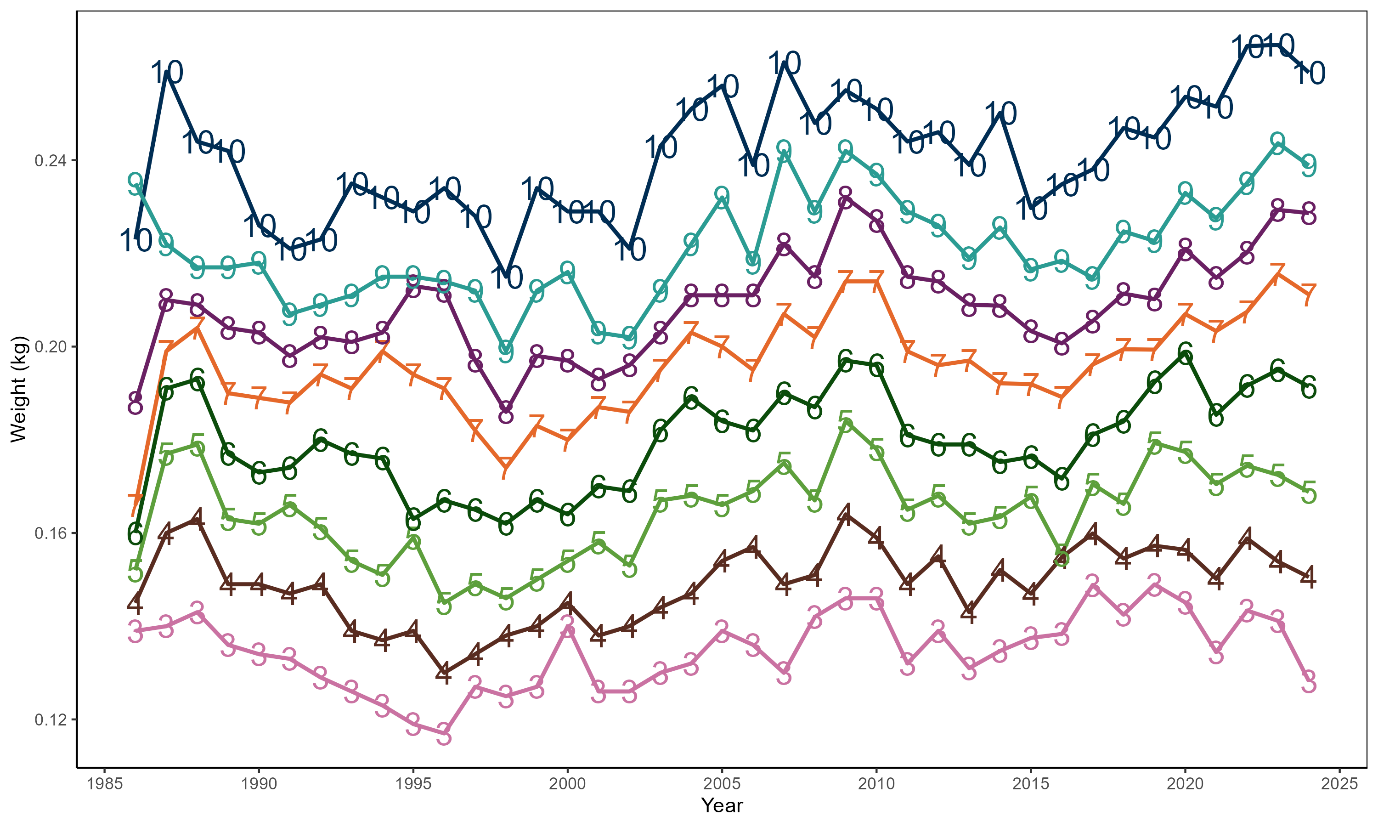Line plot showing the fluctuations in mean weight in kg by age over time for scallops in the Shetland area.